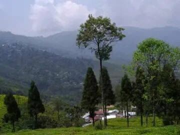 大吉嶺，不只有紅茶 | 范慕尤:紅茶